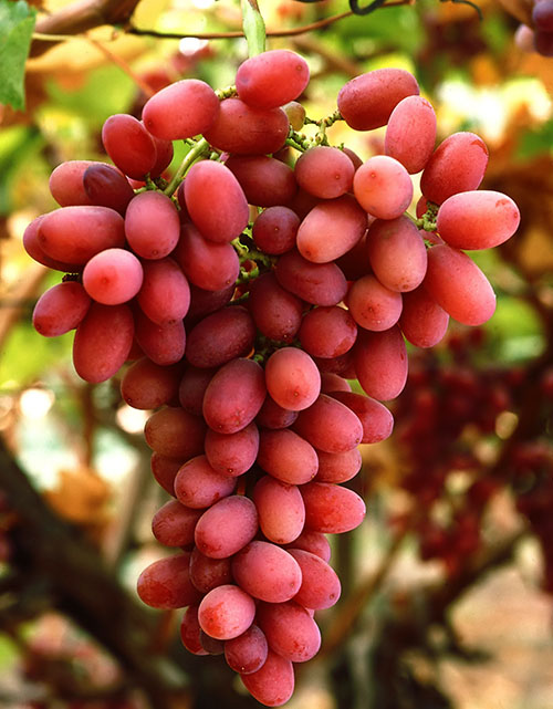 表葡萄品种