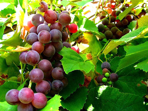 葡萄品种伊莎贝拉