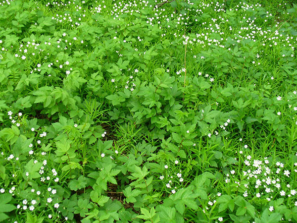 chickweed blank