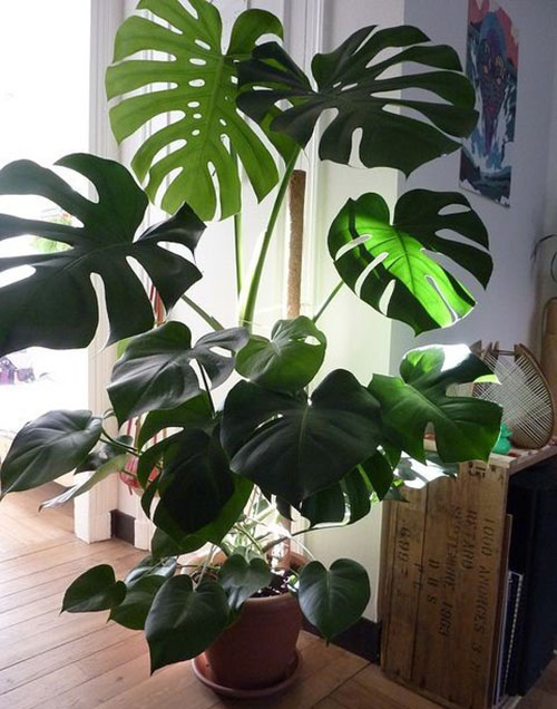 philodendron tampan