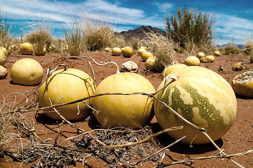 Divoké melóny v južnej Afrike
