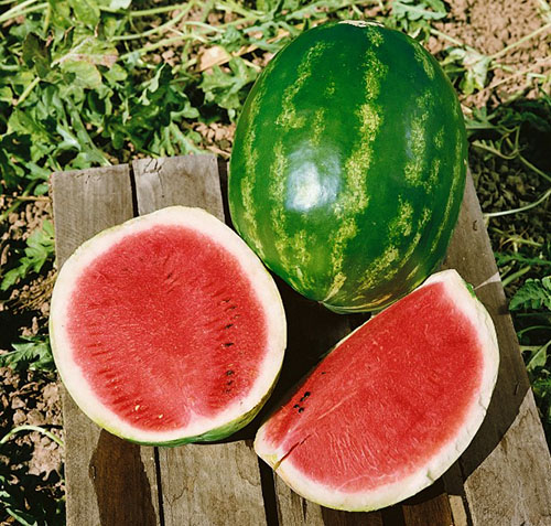 Du behöver veta hur man väljer rätt mogna vattenmelon