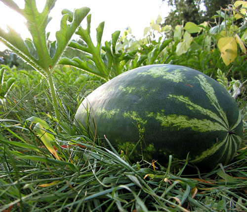 Antes de comer, a melancia é verificada quanto ao teor de nitrato
