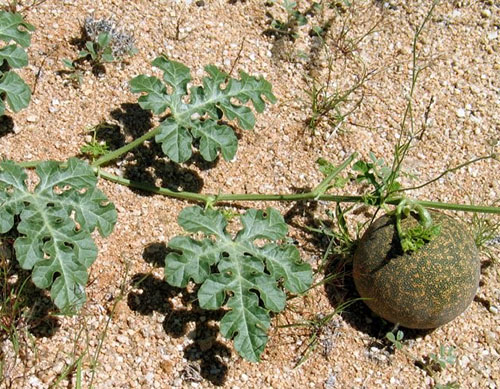 这种西瓜是在埃及种植的