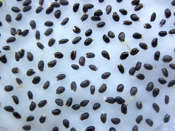 Sementes de kiwi germinadas