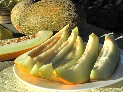 Aromatski melon Torpeda