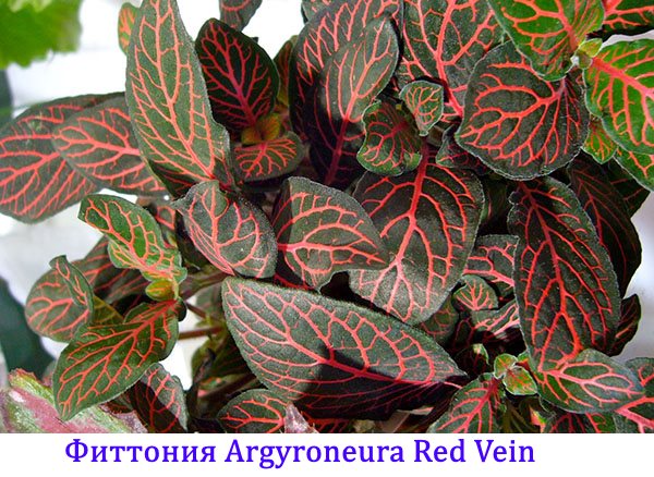 Фиттония argyroneura Red Vein