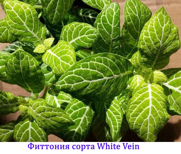 Fittonia of White Vein