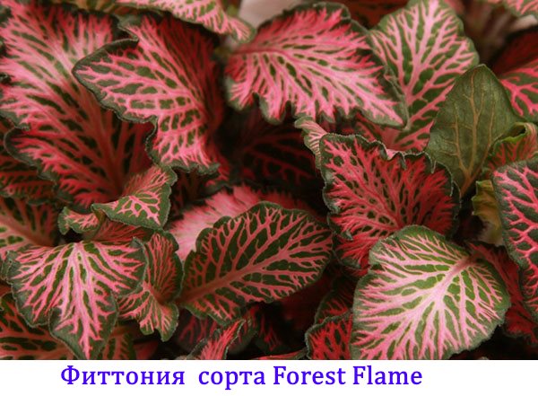 Forest Fittonia