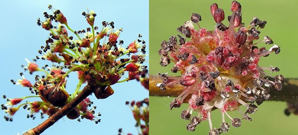 不同类型的榆树开花