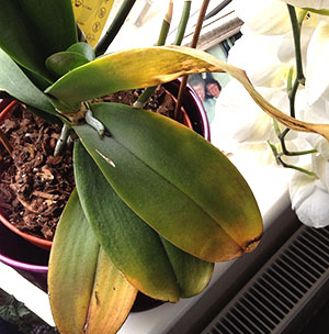 Масно жутање лишћа орхидеје изазива аларм