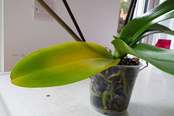 Орхидеја се хитно мора осушити и пресадити