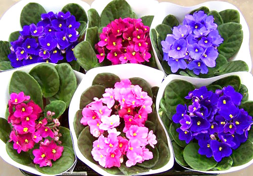 Violets imajo veliko vrst