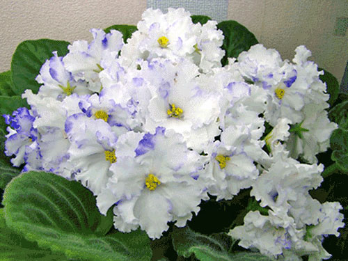 Blossoming violet - un indicator al unei familii sănătoase