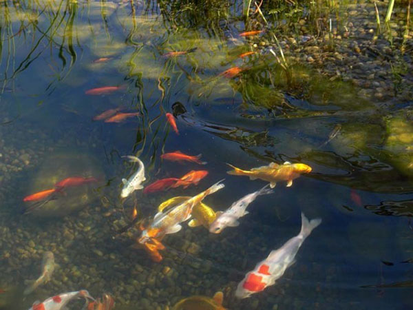 ribe v ribniku