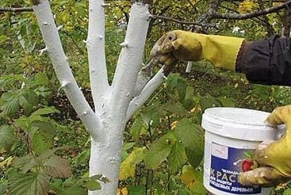boomknippen - bescherming van hout