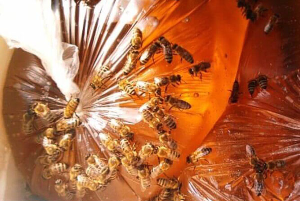 Včely jedia cukorný sirup