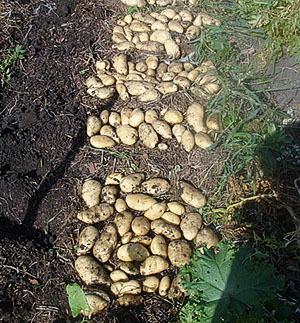 Zber zemiakov po usmrtení