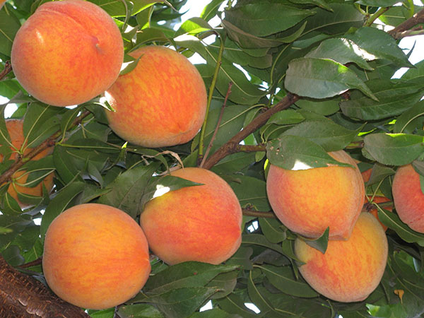 южный фрукт - персик