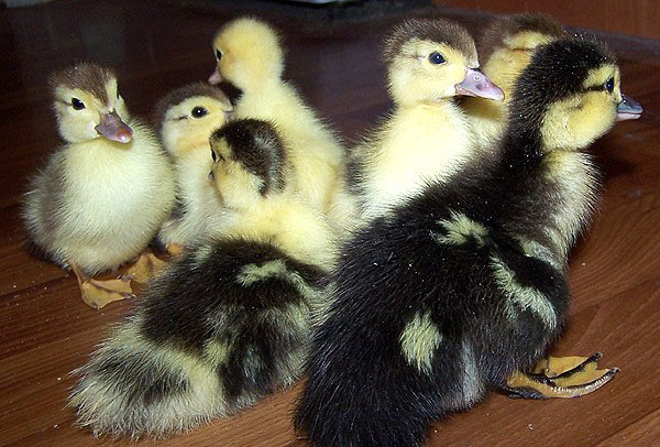 Ducklings fra inkubatoren