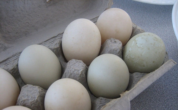Hold eggene på ender på et kjølig sted