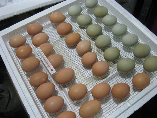 Lägga ägg för inkubation