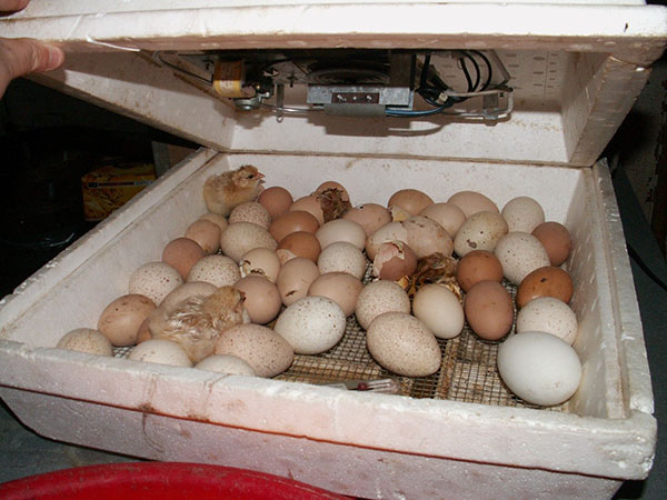 Det sista inkubationsstadiet är uttag av kycklingar