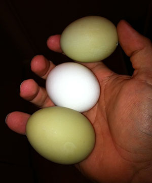 Exame de ovos antes da incubação