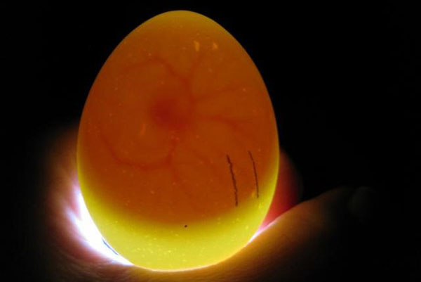 Telur disenyawakan dan embrio berkembang