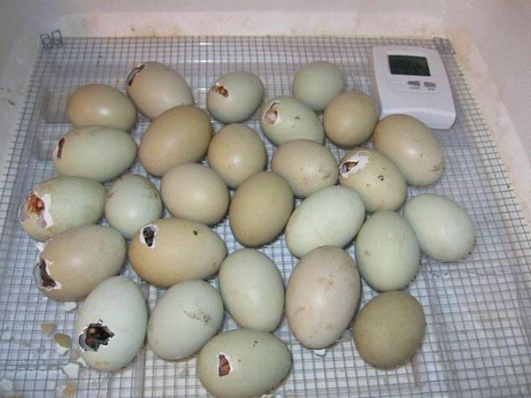 Começo da saída do ovo de ganso