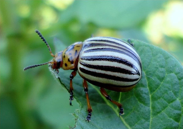 kumbang kentang Colorado