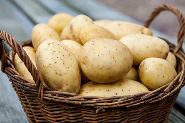 Bulvių derlius po prestižo apdorojimo