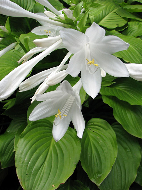 trattformade vita blommor värdar