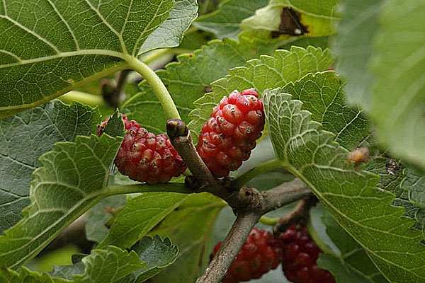 rød mulberry