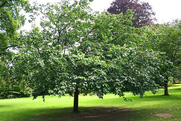 mullbärsträd i trädgården
