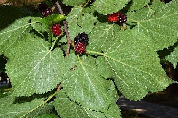 modne fruktene av mulberry