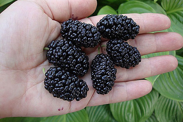 store frukter av mulberry