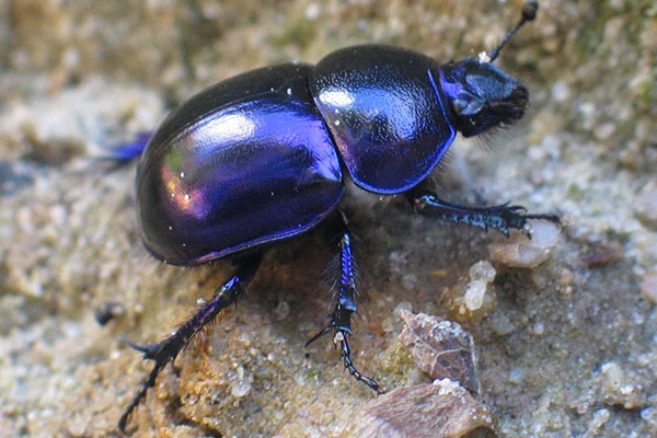 bersinar logam kumbang kotoran