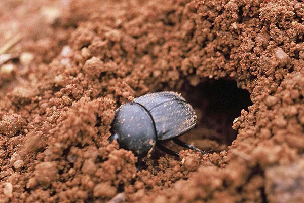 粪甲虫爬进它的洞穴
