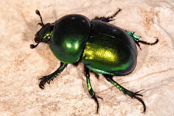 kumbang