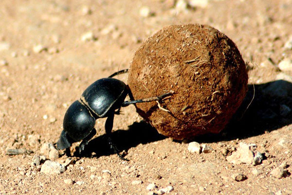 kumbang kumbang mengitar semula baja