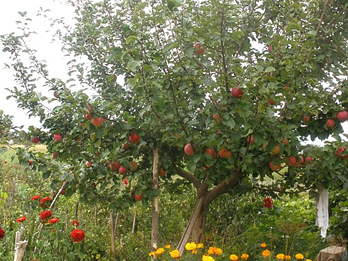 ต้นแอปเปิ้ลในสวน