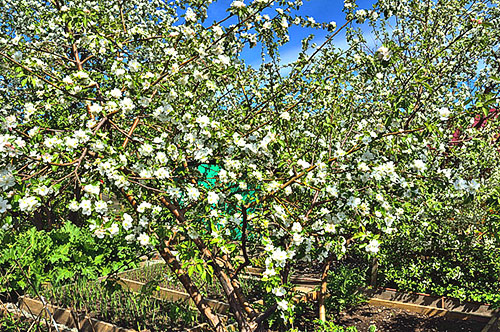 การออกดอกของต้นแอปเปิ้ลในเทือกเขาอูราล
