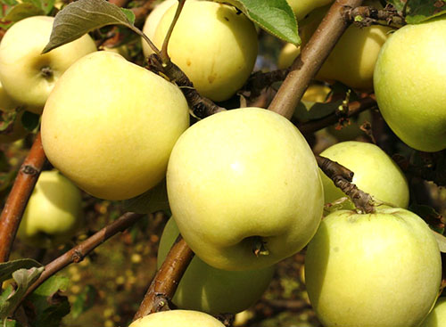 Árvore de maçã Antonovka