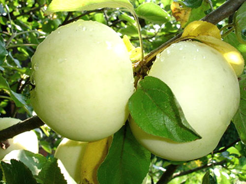 แอปเปิ้ลสีขาว