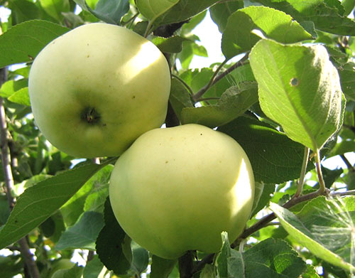 Elma ağacının meyveleri