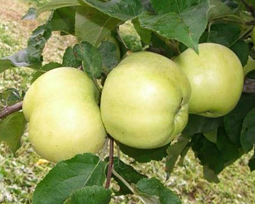 Dom de árvore de maçã outono