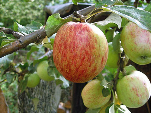 Apple Tree Summer Listrado
