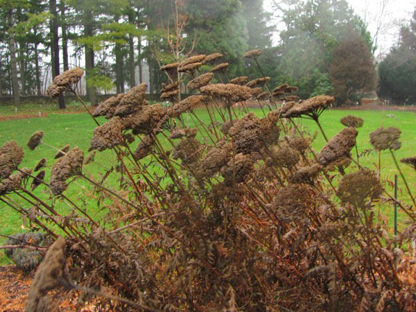 Prije početka mraza, suhe grane trajnica su odsječene