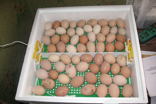Kycklingägg i en inkubator